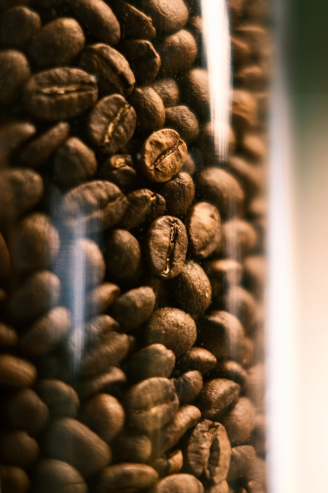 Discover why Arabica is the most Premium brew out of its family